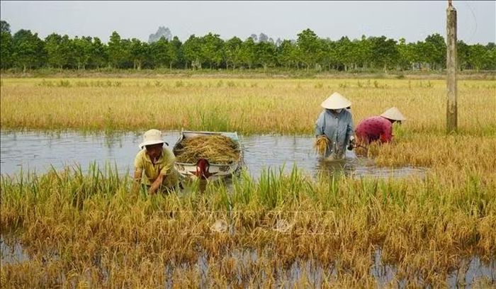 Lúa bị ngập nước trong nhiều ngày, người dân thu hoạch thủ công để vớt vát phần lúa còn lại.