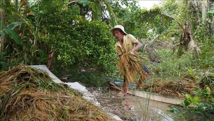 Nông dân đưa lúa lên bờ để phơi khô sau nhiều ngày ngâm nước.