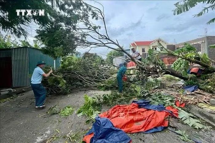 Mưa lớn làm đổ cây tại Thanh Hóa. Ảnh: TTXVN phát
