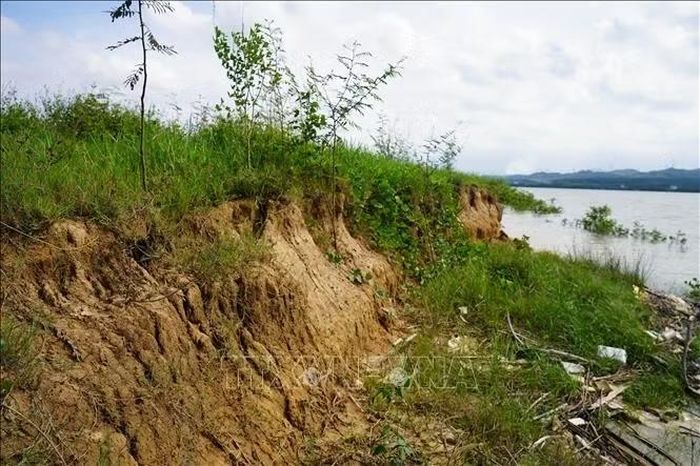 Một vị trí tại bờ hữu sông Nhật Lệ đoạn qua xã Quảng Ninh bị sạt lở nghiêm trọng.