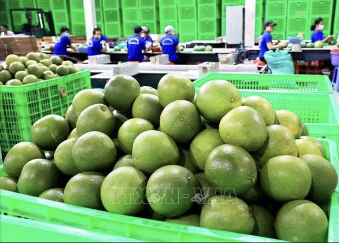 Bưởi da xanh xuất khẩu. Ảnh: Hồng Đạt/TTXVN
