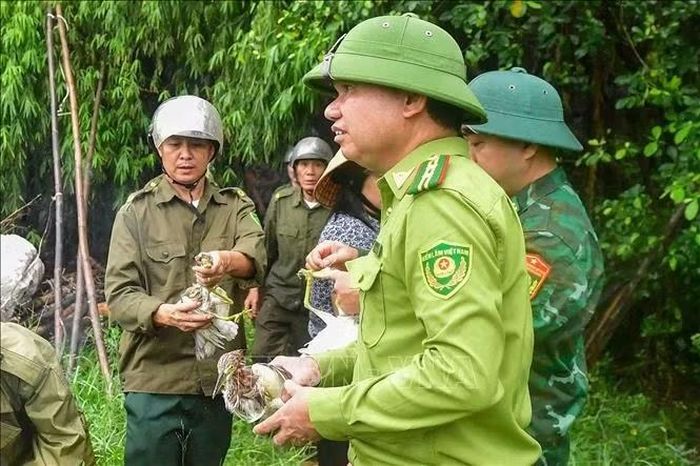 Lực lượng kiểm lâm phá dỡ các dụng cụ bẫy bắt chim trời. Ảnh: Công Tường/TTXVN