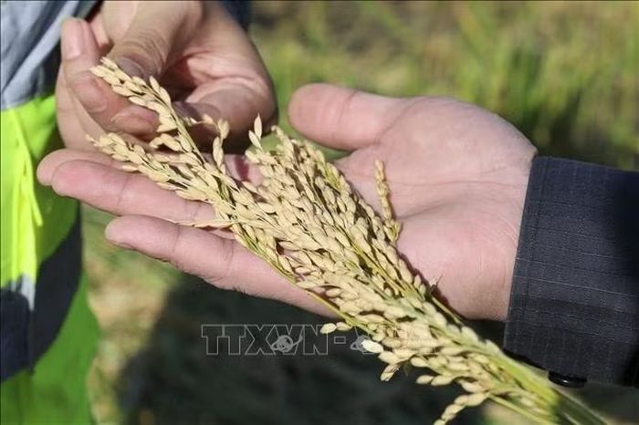 Lúa được thu hoạch trên cánh đồng ở tỉnh Hắc Long Giang, Trung Quốc. Ảnh: THX/TTXVN phát