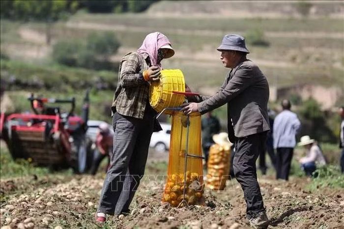 Người dân thu hoạch khoai tây tại tỉnh Cam Túc, Trung Quốc, ngày 16/9/2026. Ảnh: THX/TTXVN phát