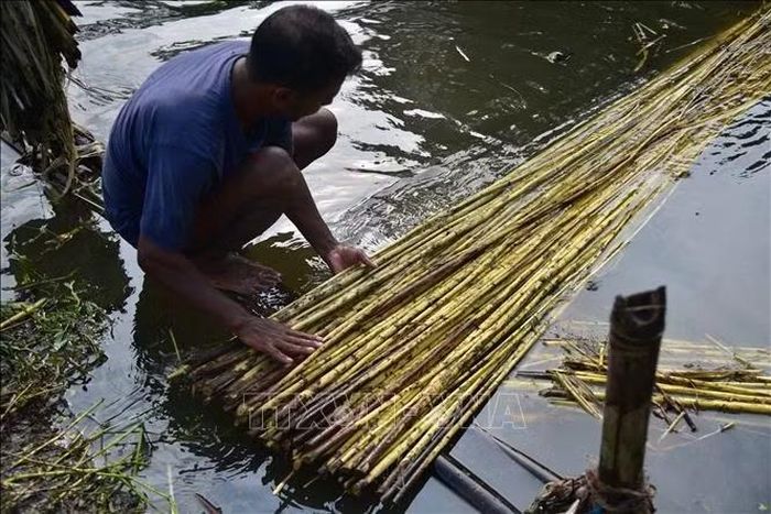 Người dân ngâm cây đay tại huyện Nagaon, bang Assam, Đông Bắc Ấn Độ ngày 16/9/2026. Ảnh: THX/TTXVN phát