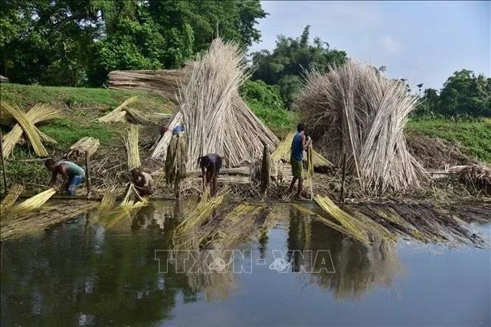 Người dân tách sợi đay từ thân cây đay đã được ngâm ủ tại huyện Nagaon, bang Assam, Đông Bắc Ấn Độ ngày 16/9/2026. Ảnh: THX/TTXVN phát
