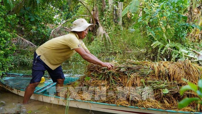 Nông dân thu hoạch lúa bị ngập nước. Ảnh: Nhựt An - TTXVN