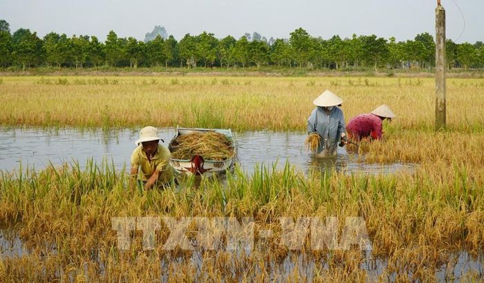 Lúa bị ngập nước trong nhiều ngày, người dân thu hoạch thủ công để vớt vát phần lúa còn lại. Ảnh: Nhựt An - TTXVN