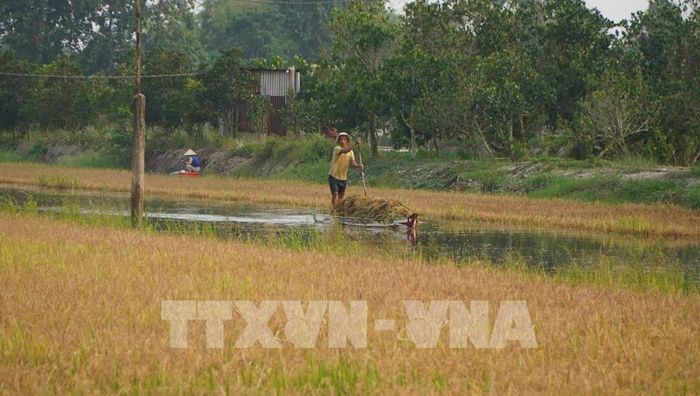 Nông dân dùng xuồng chở lúa vào bờ. Ảnh: Nhựt An - TTXVN 