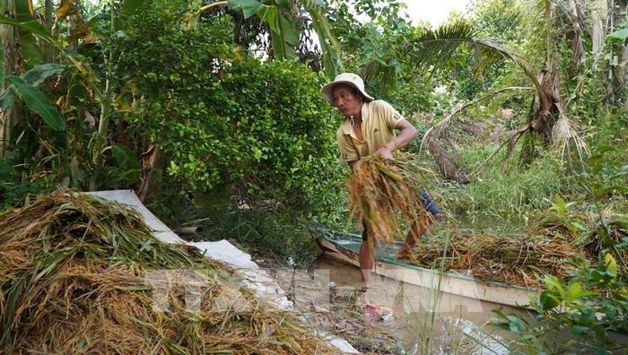 Nông dân đưa lúa lên bờ để phơi khô sau nhiều ngày ngâm nước. Ảnh: Nhựt An - TTXVN