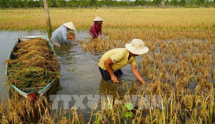 Nông dân lội nước để gặt lúa. Ảnh: Nhựt An - TTXVN