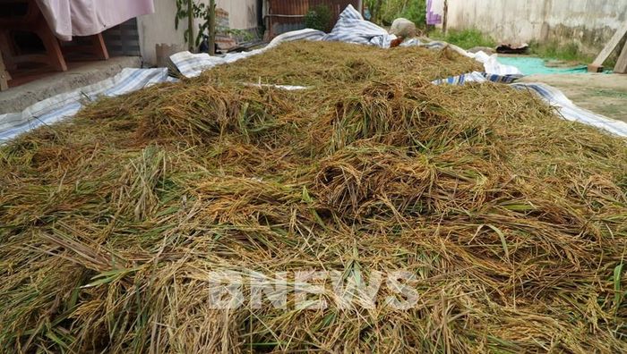 Nông dân đưa lúa lên bờ để phơi khô sau nhiều ngày ngâm nước. Ảnh: Nhựt An - TTXVN