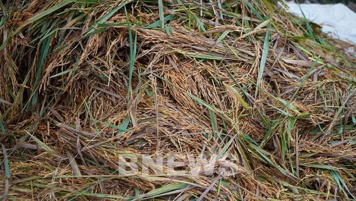 Những bông lúa đã đến kỳ thu hoạch bị ngập nước nhiều ngày qua. Ảnh: Nhựt An - TTXVN