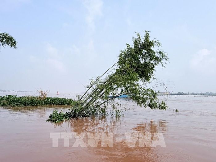 Một phần đất nông nghiệp của người dân xã Mỹ Hoà Hưng, An Giang bị sạt lở trôi xuống sông Hậu, kéo theo cây trồng ven bờ. Ảnh: Thanh Sang-TTXVN