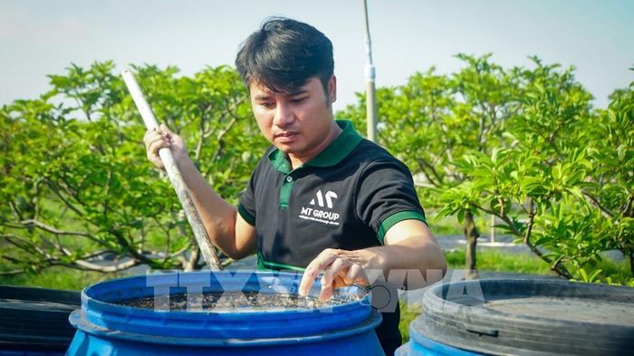 Anh Lê Minh Trung, Giám đốc HTX Dịch Vụ Nông Nghiệp Minh Trung (xã Tân Hưng), kiểm tra chế phẩm sinh học trước khi bón cho cây mãng cầu được canh tác theo hướng nông nghiệp hữu cơ. Ảnh: Minh Phú - TTXVN