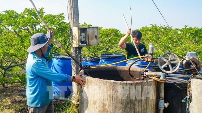 Thành viên HTX Dịch Vụ Nông Nghiệp Minh Trung (xã Tân Hưng) áp dụng kỹ thuật canh tác, sản xuất đặc sản mãng cầu hữu cơ, sản phẩm đạt chuẩn OCOP 4 sao của tỉnh Tây Ninh. Ảnh: Minh Phú - TTXVN