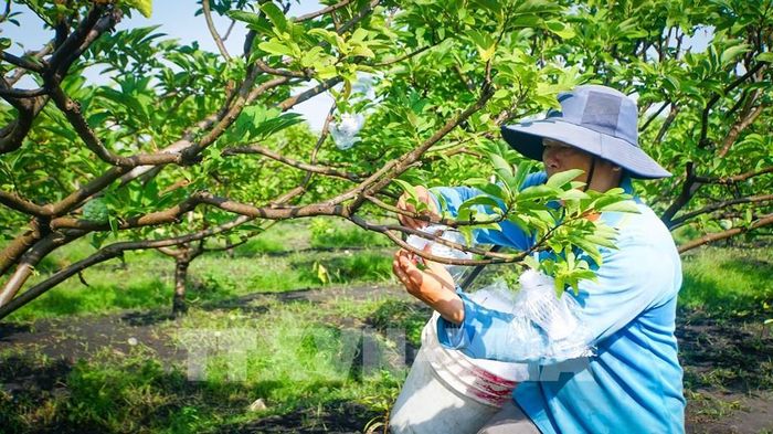 Thành viên HTX Dịch Vụ Nông Nghiệp Minh Trung (xã Tân Hưng) áp dụng kỹ thuật canh tác, sản xuất đặc sản mãng cầu hữu cơ, sản phẩm đạt chuẩn OCOP 4 sao của tỉnh Tây Ninh. Ảnh: Minh Phú - TTXVN