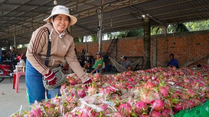 Thanh long được thu hoạch, phân loại, lựa chọn làm nguồn nguyên liệu sạch để chế biến sản phẩm thanh long đông khô đạt chuẩn OCOP 4 sao của tỉnh Tây Ninh. Ảnh: Minh Phú - TTXVN