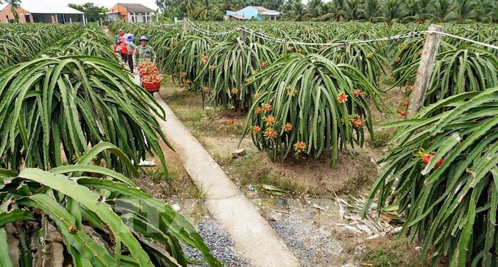 Vùng trồng thanh long được chăm sóc theo hướng nâng cao chất lượng, tạo nguồn nguyên liệu ổn định cho sản xuất và chế biến. Ảnh: Minh Phú - TTXVN