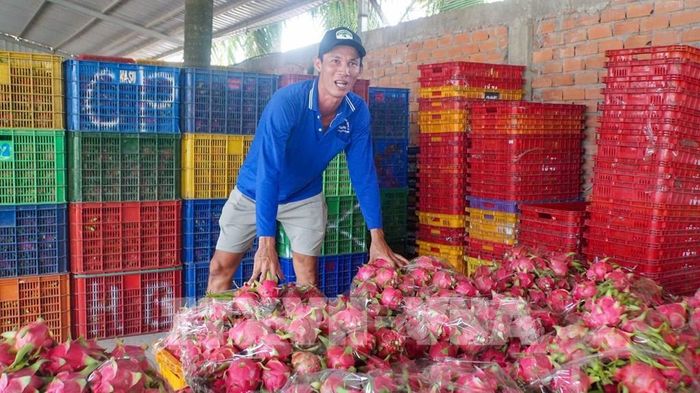 Nguồn thanh long nguyên liệu được tập kết, phân loại trước khi đưa vào chế biến, góp phần bảo đảm chất lượng sản phẩm thanh long đông khô đạt chuẩn OCOP 4 sao của tỉnh Tây Ninh. Ảnh: Minh Phú - TTXVN