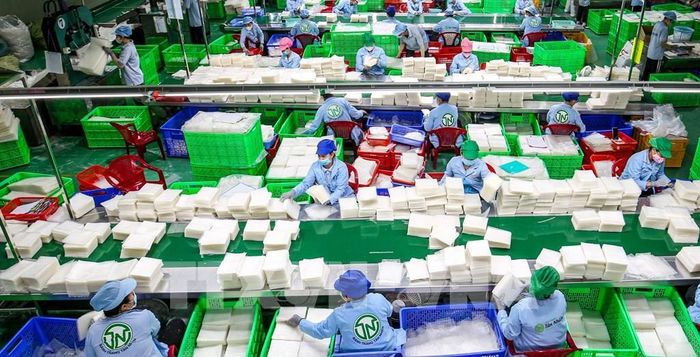 Công nhân Công ty TNHH Tân Nhiên phân loại bánh tráng. Ảnh: Minh Phú - TTXVN