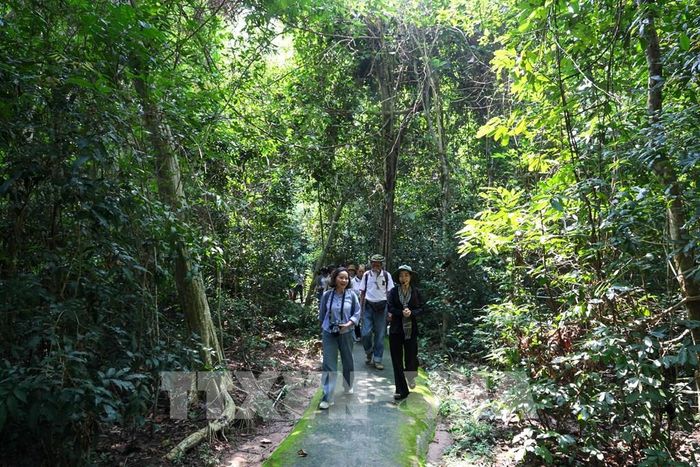 Giữa cánh rừng Căn cứ Trung ương Cục miền Nam, những dấu tích về một thời văn công kháng chiến vẫn gợi nhắc câu chuyện của tiếng hát, lời ca đồng hành cùng cuộc đấu tranh. Ảnh: Giang Phương - TTXVN