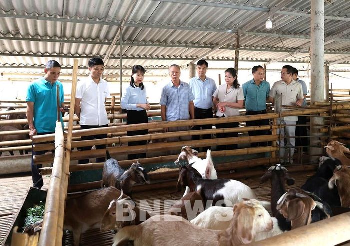 Thường trực Đảng ủy xã Yên Sơn thăm mô hình chăn nuôi dê trên địa bàn. Ảnh: Minh Tâm-TTXVN