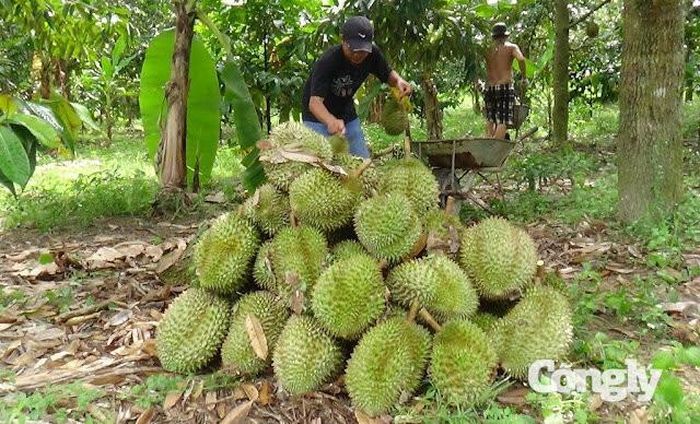 Việc truy xuất phải đến được vùng trồng.