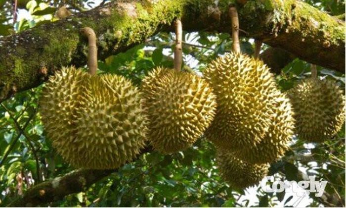 Khánh Hòa yêu cầu tăng cường truy xuất nguồn gốc sầu riêng xuất khẩu.