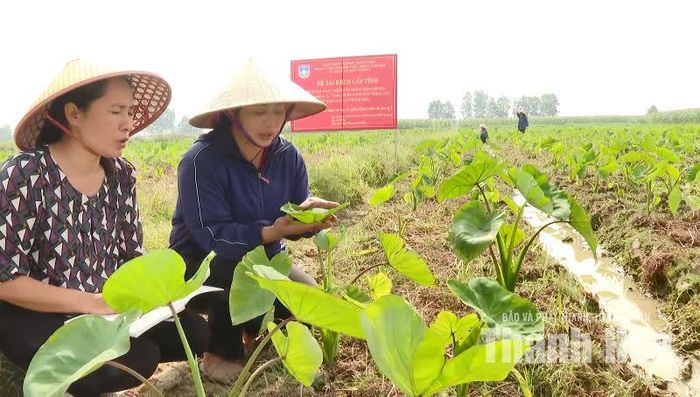 Kỹ sư Lê Thị Ngọc Trâm (bên phải) tại Trung tâm Nghiên cứu, Khảo nghiệm và Dịch vụ cây trồng, Viện Nông nghiệp Thanh Hóa.