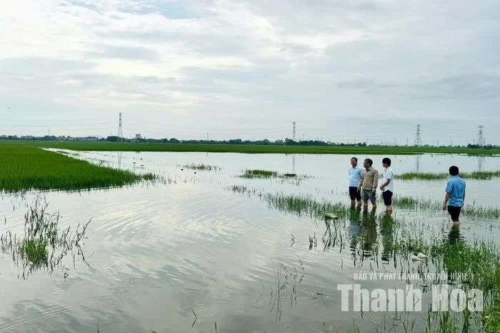 Một số điểm canh tác lúa và cây trồng tại xã Thọ Ngọc bị ngập.