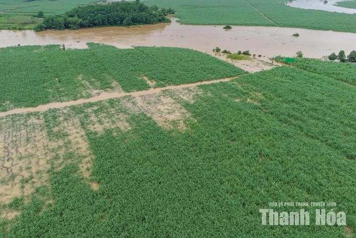 Ngập lụt cũng gây ảnh hưởng lớn đến sản xuất nông nghiệp của xã Thành Vinh. Tổng diện tích hoa màu bị ngập úng là 213 ha, gồm 98 ha mía, 89 ha lúa và 26 ha rau màu khác.