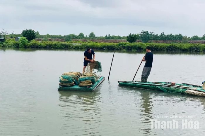 Gia đình ông Phạm Văn Lập, thôn Đông Hải, xã Vạn Lộc thu hoạch tỉa diện tích tôm để tránh thiệt hại do mưa lớn.