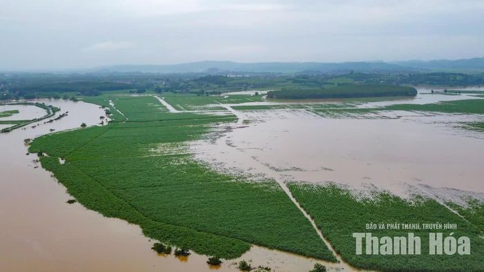 Nước lũ cũng gây ngập nhiều diện tích sản xuất nông nghiệp.