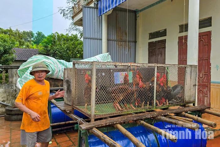 Ông Trương Văn Khánh, ở xã Kim Tân cho biết, gia đình đang tiếp tục di dời tài sản, đặc biệt là gia súc, gia cầm đến nơi khác để giảm thiểu thiệt hại.