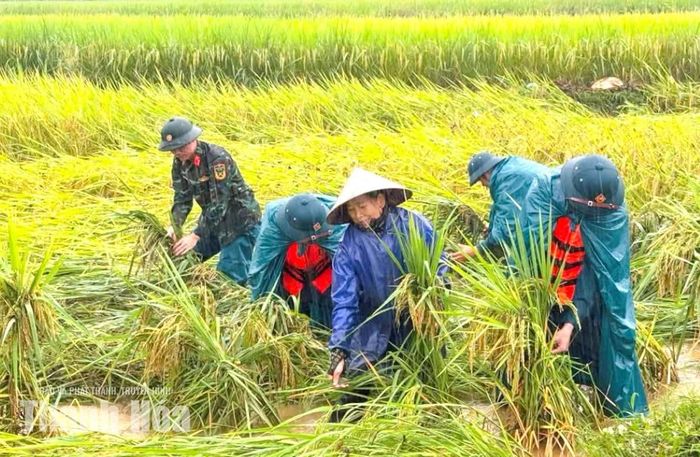 Các lực lượng hỗ trợ người dân xã Điền Quang khắc phục diện tích lúa mùa bị thiệt hại do mưa lũ.