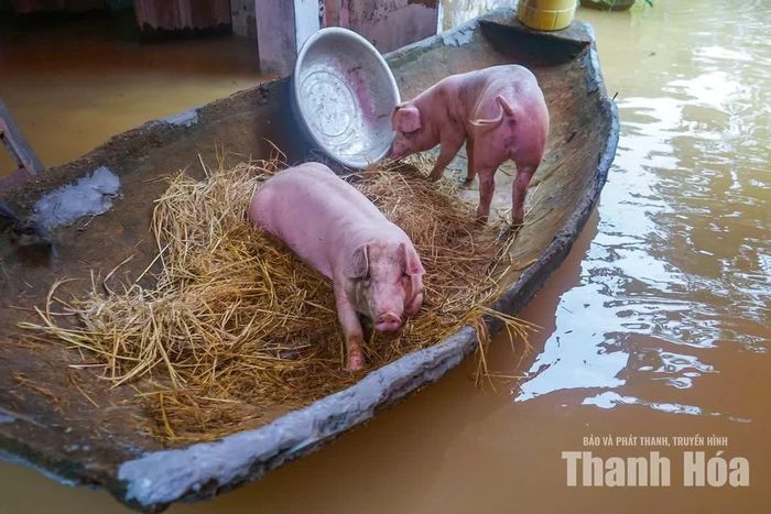 Theo ông Mịch, hiện gia đình phải sử dụng thuyền để di chuyển ra vào nhà. Các vật nuôi như lợn, gà cũng được đưa lên thuyền hoặc di chuyển đến nơi cao ráo nhằm tránh bị nước lũ cuốn, hạn chế thiệt hại.