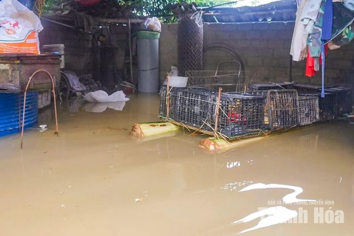Không chỉ đồ đạc, vật nuôi cũng trở thành mối lo của người dân khi nước lũ tiếp tục dâng. Nhiều gia đình phải đưa lợn, gà lên thuyền hoặc di chuyển đến những khu vực cao ráo hơn. Một số hộ tận dụng bè làm từ thân chuối để đưa vật nuôi ra khỏi vùng ngập.