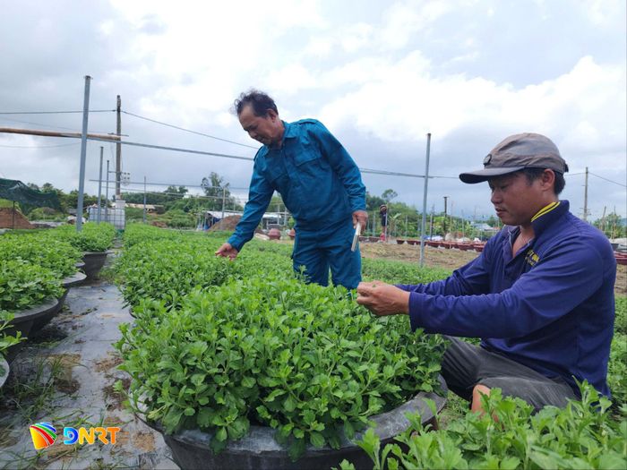 Anh Ngô Đoàn Phương Lịnh (vùng hoa Gò Giảng) tự trồng, nhân giống hoa cúc để giảm chi phí. Ảnh: PHƯỚC AN