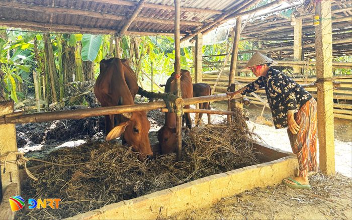 Tái định cư cho người dân vùng thiên tai cần gắn với sinh kế bền vững để người dân an cư lạc nghiệp. TRONG ẢNH: Người dân ở vùng sạt lở Mỹ Hảo, xã Vu Gia quay lại nơi ở cũ để chăn nuôi, sản xuất. Ảnh: PHAN VINH