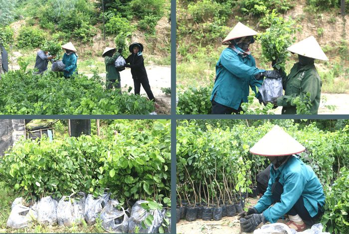 Năm 2026, ông Nguyễn Hữu Hoàng dự kiến sẽ triển khai trồng và trồng dặm khoảng 200.000 cây trắc.