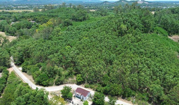 Phần lớn diện tích rừng sản xuất tại xã Phú Ninh được người dân trồng keo. Ảnh: HOÀNG CƯỜNG