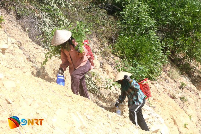 Người dân "vượt đồi, cõng cây" để hồi sinh những cánh rừng tại phường Hải Vân. Ảnh: HOÀNG CƯỜNG