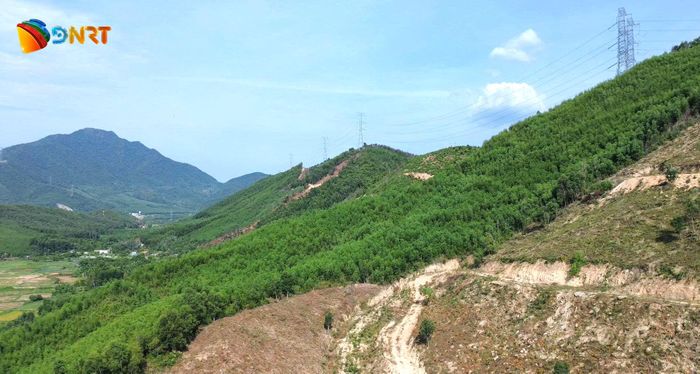 Nhiều khu vực trên địa bàn phường Hải Vân đang dần khép tán thành rừng. Ảnh: HOÀNG CƯỜNG