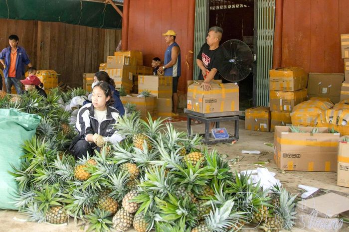 Quả dứa bước đầu hình thành sản phẩm hàng hóa trên địa bàn xã Mường Nhà với sản lượng 9.000 tấn/năm.