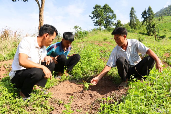 Đảng viên Chi bộ bản Huổi Thanh 1 tiên phong trồng cà phê, mắc ca để người dân đăng ký chuyển đổi cây trồng trên nương.