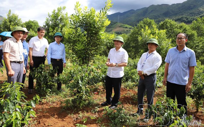 Phó Bí thư Tỉnh ủy, Chủ tịch Ủy ban MTTQ Việt Nam tỉnh Mùa A Vảng thăm mô hình trồng mắc ca xen cà phê tại bản Ta Pao.