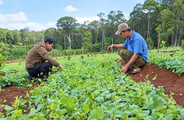 Mô hình trồng sâm Bố chính tại các xã Kbang, Mang Yang… khu vực Vườn quốc gia Kon Ka Kinh. Ảnh: ĐVCC