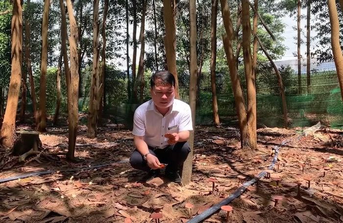 Nấm linh chi đỏ được trồng dưới tán keo tại chân núi Cờ (xã Ia Phí). Ảnh: ĐVCC
