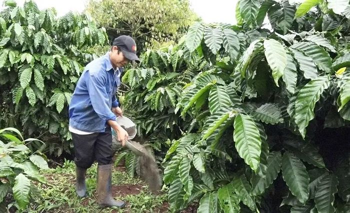 Nhiều hộ thành viên HTX Nông nghiệp và Dịch vụ Tam Điệp Xanh đã tận dụng vỏ cà phê, phân chuồng và các nguồn hữu cơ khác, xử lý bằng chế phẩm sinh học để tạo thành phân bón cho vườn cây. Ảnh: N.S